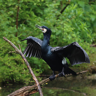 A cormorant sits on a branch above the lake in its enclosure and spreads its wings.