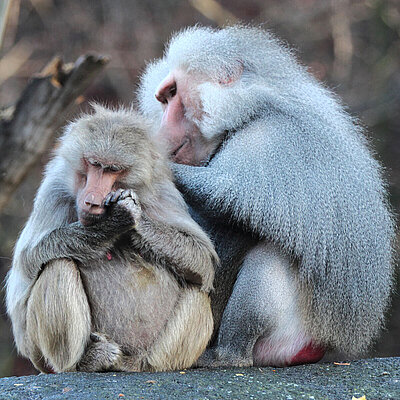 A mantled baboon cuddles the back of its smaller conspecific.
