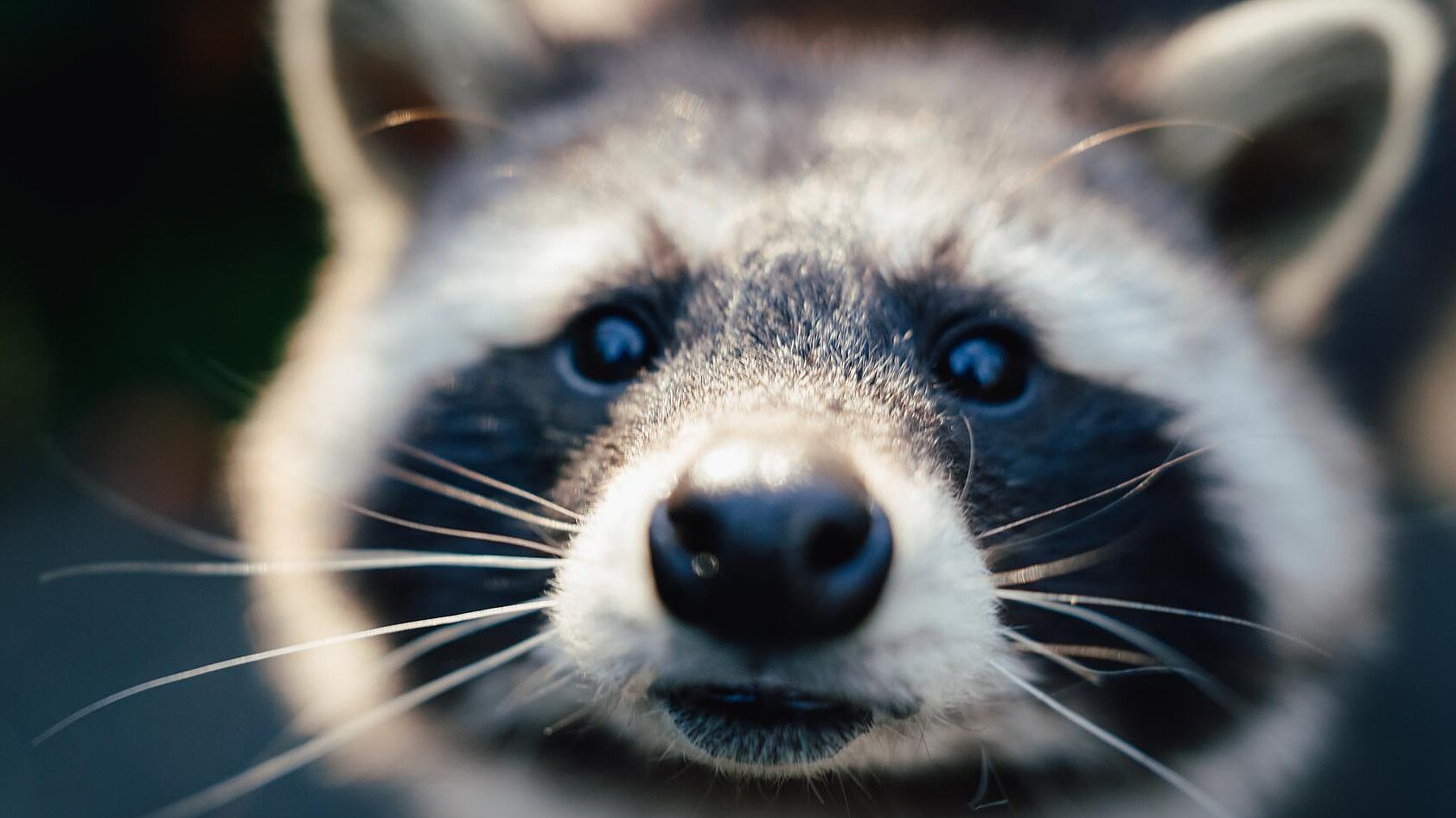 ein Waschbär im Tierpark Hellabrunn