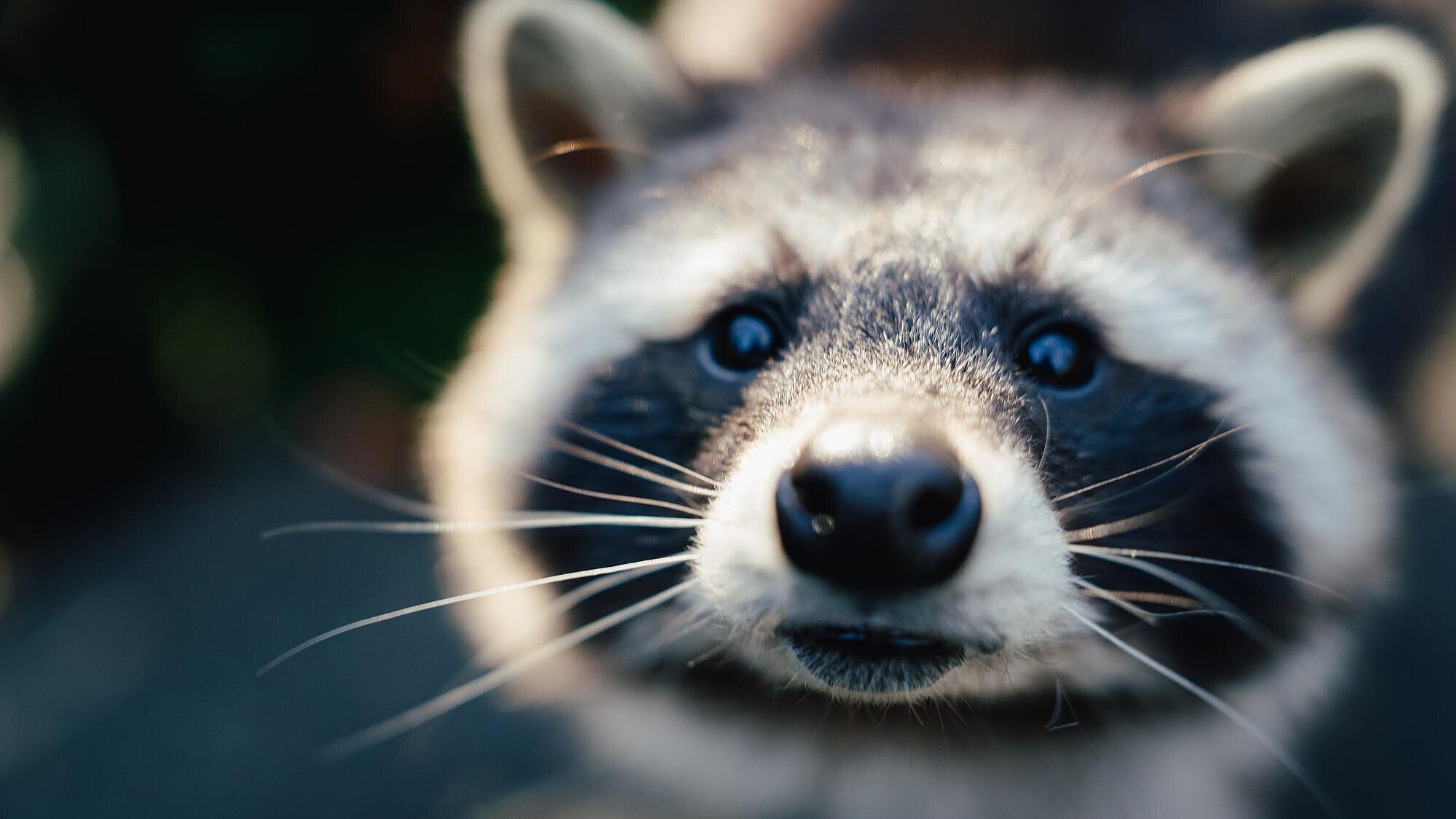 ein Waschbär im Tierpark Hellabrunn