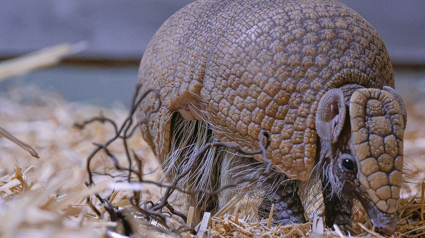 Südliches Kugelgürteltier 