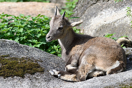 Ein Alpensteinbock-Jungtier liegt auf einem Felsen.