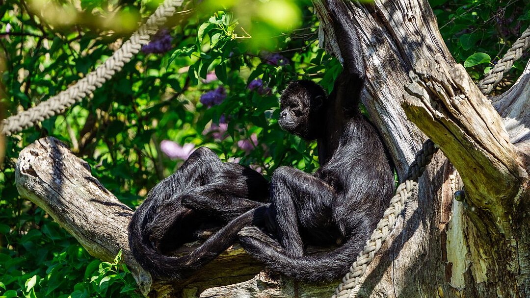 Kolumbien-Braunkopfklammeraffe