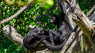 Kolumbien-Braunkopfklammeraffe