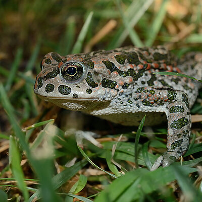 A green toad swims in a pond surrounded by many water lilies.