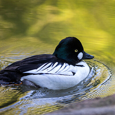 In the picture you can see a swimming Common Goldeneye in profile.