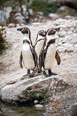 Drei Humboldtpinguine.