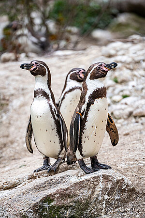 Drei Humboldtpinguine auf einem Felsen.