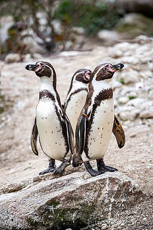 Drei Humboldtpinguine auf einem Felsen.