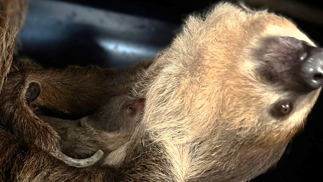 Two-toed sloth with offspring