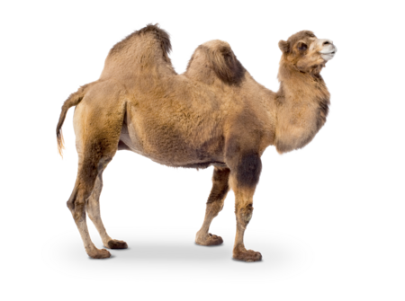 The picture shows a wild bactrian camel in profile.