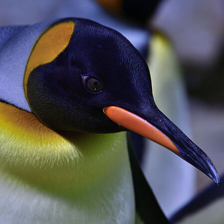  A king penguin is looking at the camera. He has a black head with yellow spots on his beak, behind his eyes and on his neck. His back is dark and his belly is white.