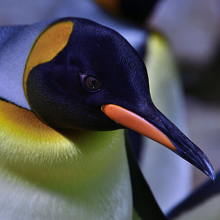 Ein Königspinguin schaut in die Kamera. Er hat einen schwarzen Kopf mit gelben Flecken am Schnabel, hinter den Augen und am Hals. Sein Rücken ist dunkel und sein Bauch ist weiß.