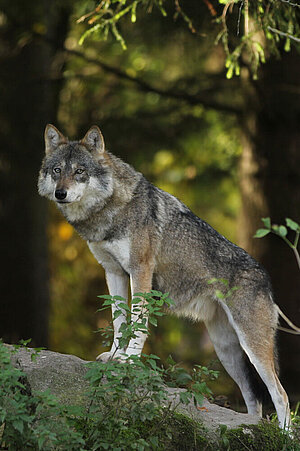Ein Wolf im Tierpark Hellabrunn.
