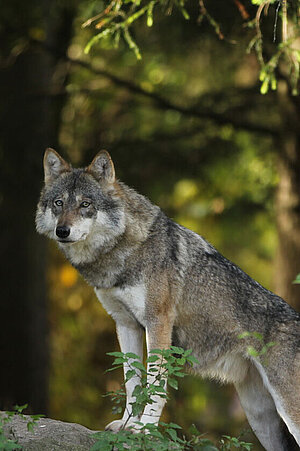 Ein Wolf steht auf einen etwas erhöhten Platz und überblickt die Anlage.