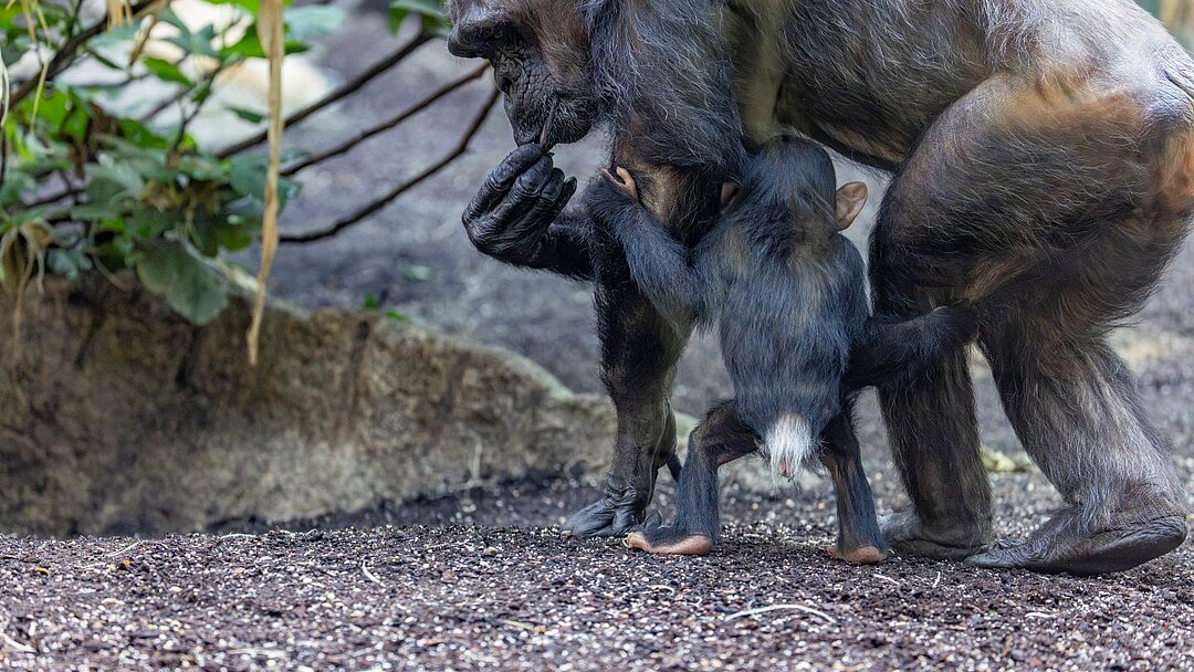 Schimpansen-Weibchen mit Jungtier stehen in der Innenanlage im Tierpark Hellabrunn 