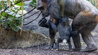 ein Schimpansen-Jungtier neben der Mutter im Hellabrunner Urwaldhaus