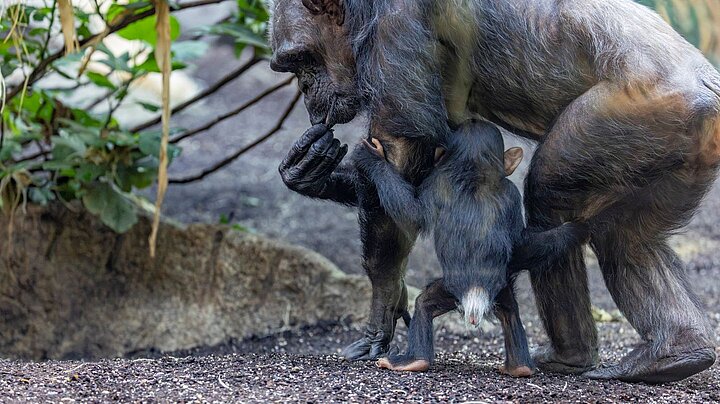 ein Schimpansen-Jungtier neben der Mutter im Hellabrunner Urwaldhaus