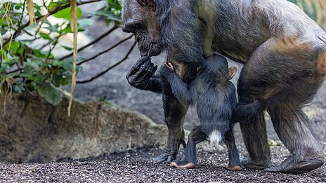 ein Schimpansen-Jungtier neben der Mutter im Hellabrunner Urwaldhaus