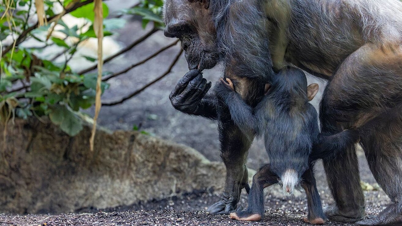 ein Schimpansen-Jungtier steht neben seiner Mutter in der Innenanlage im Urwaldhauses des Tierparks Hellabrunn