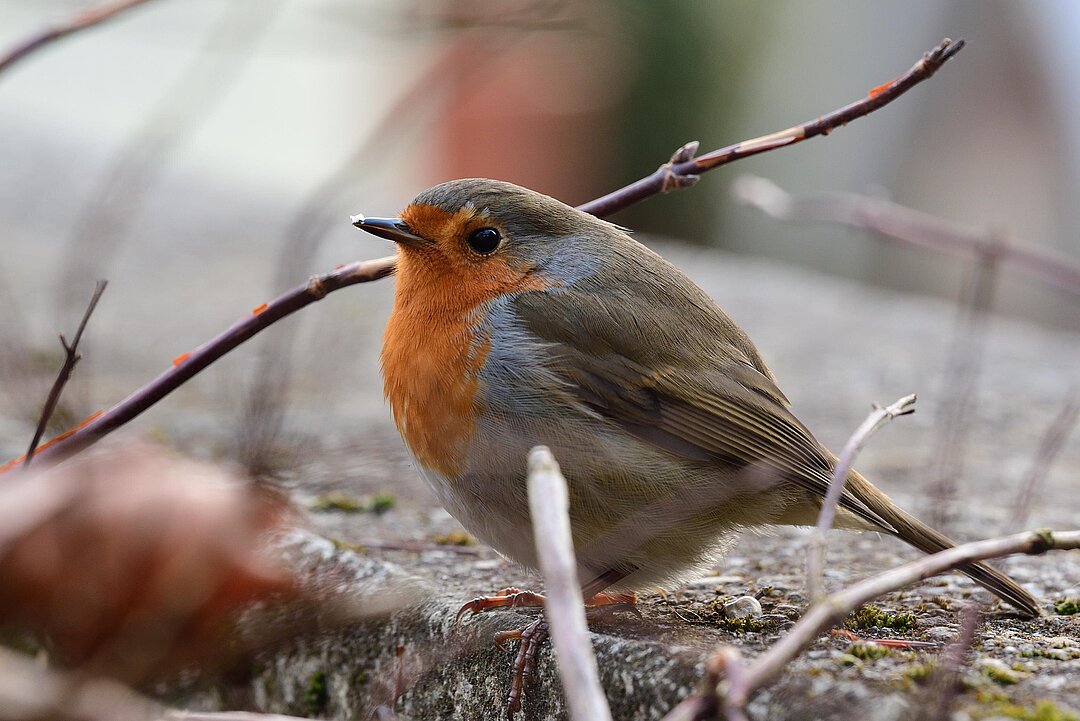 [Translate to English:] Tierpark Hellabrunn Rotkehlchen