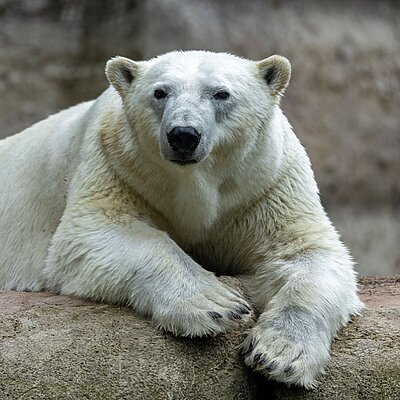 Ein Eisbär liegt auf einem grauen Felsen und guckt gerade in die Kamera.