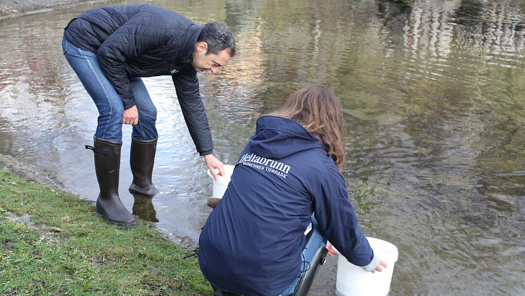 Rasem Baban, Tierparkdirektor und Lena Bockreiß, Kuratorin, beim Auswildern der Bachforellen am Bach.