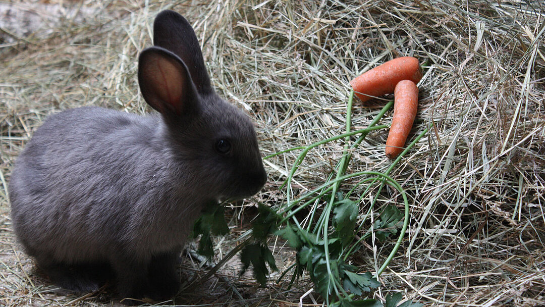 Marderkaninchen sitzend im Hellabrunner Mühlendorf