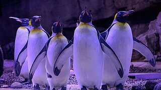 Königspinguine in der Hellabrunner Polarwelt