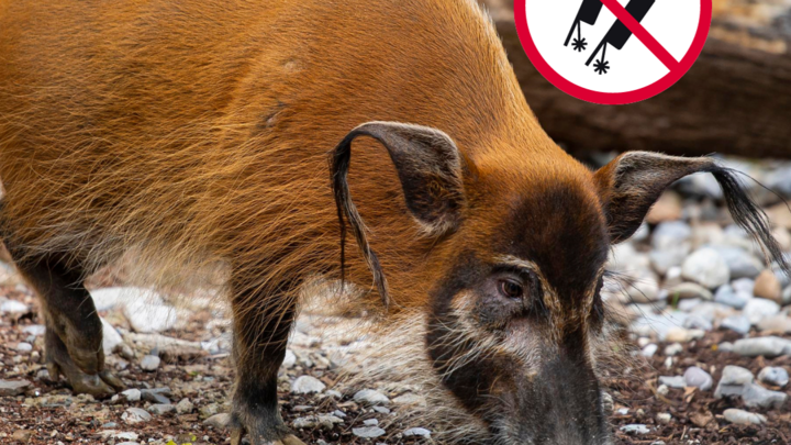 Man sieht ein Pinselohrschwein im Tierpark Hellabrunn auf seiner Anlage - das Bild ist kombiniert mit einem Anti-Feuerwerfk-Piktogram / Copyright: Lennart Preiss