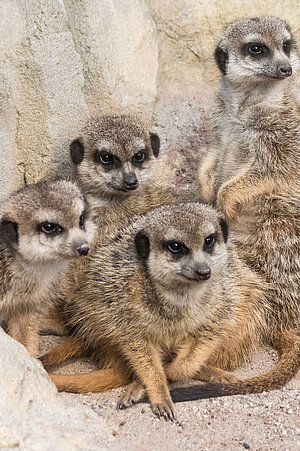 Vier Erdmännchen kuscheln sich zusammen.