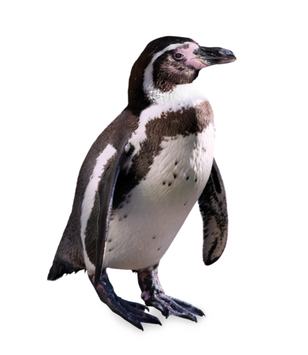A standing humboldt penguin.