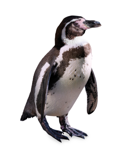 Humboldtpinguin Ein stehender Humboldtpinguin.