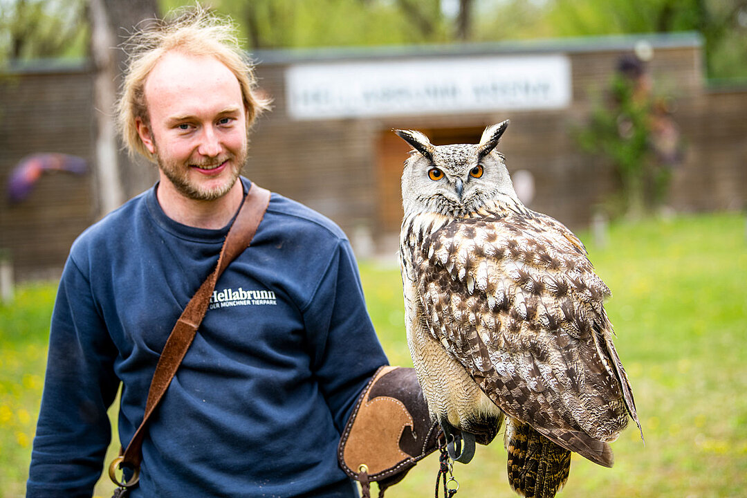 European eagle owl Ein Tierpfleger hat einen europäischen Uhu für das Training auf dem Arm sitzen.