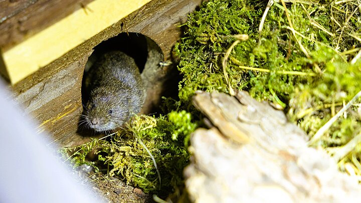Bayerische Kurzohrmaus