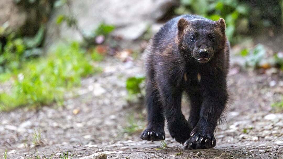 Vielfraß im Tierpark Hellabrunn