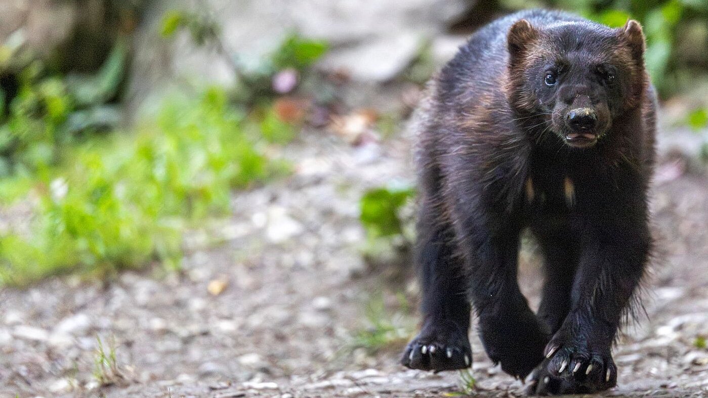 Vielfraß im Tierpark Hellabrunn 