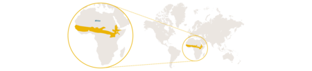 Distribution