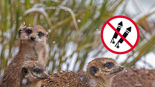 Erdmännchen im Schnee im Tierpark Hellabrunn