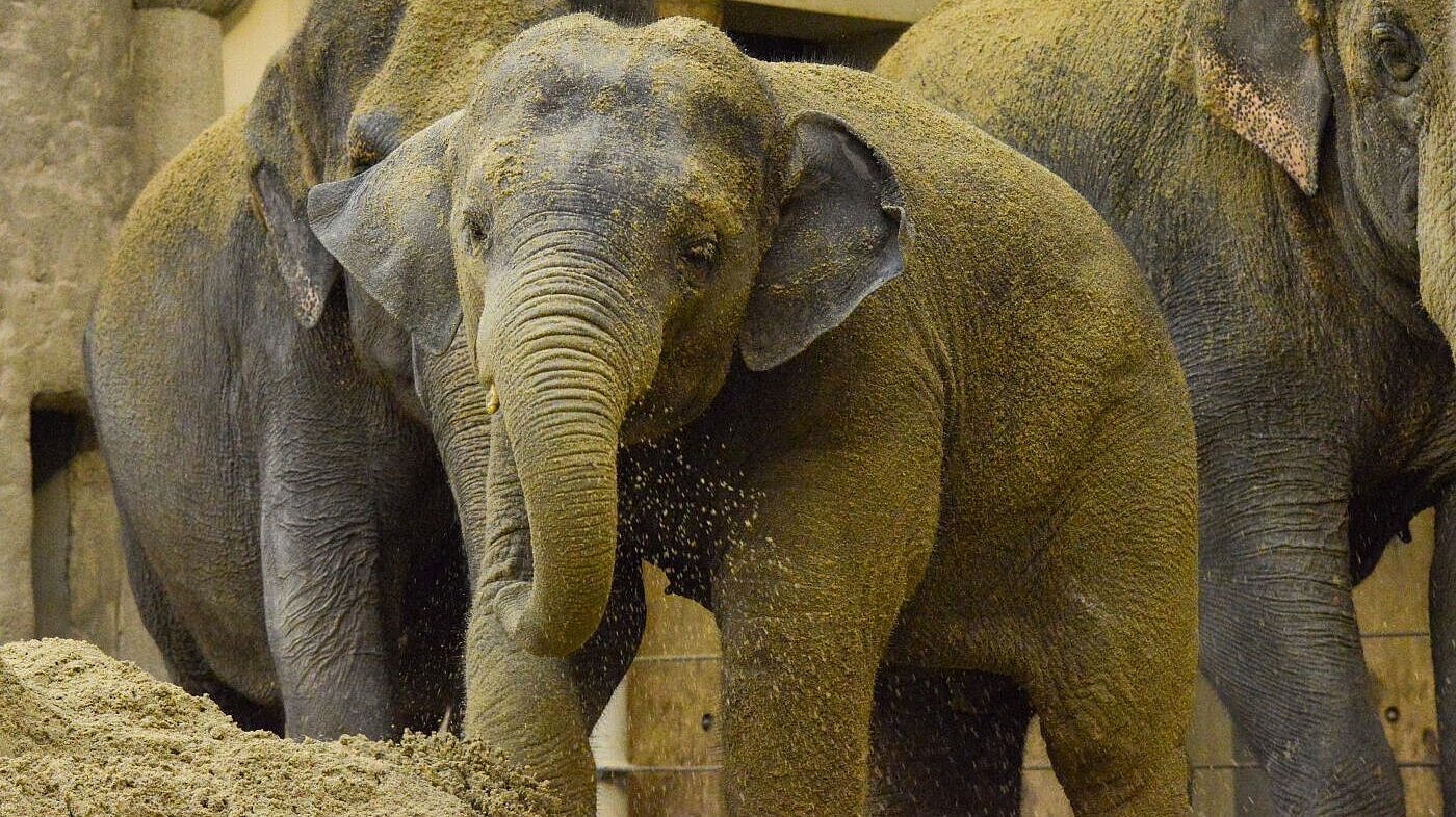 Asiatische Elefanten im Tierpark Hellabrunn