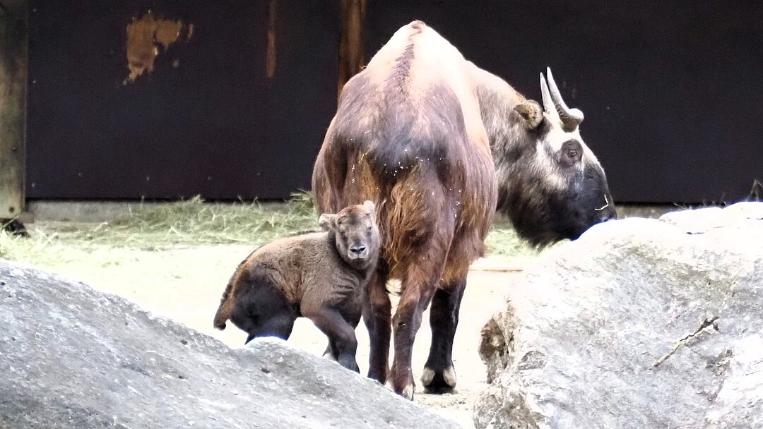 Mishmi-Takin-Kalb im Tierpark Hellabrunn