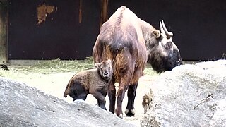 Mishmi-Takin-Kalb im Tierpark Hellabrunn 