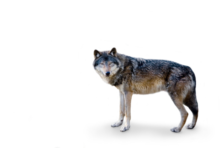 The picture shows a eurasian wolf looking towards the camera, its body is in profile. 