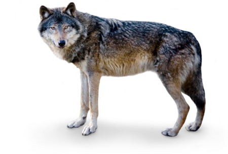 Das Bild zeigt einen Europäischer Wolf, der in Richtung Kamera blickt, sein Körper steht im Profil.