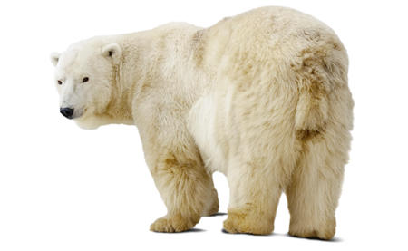 Ein Eisbär.