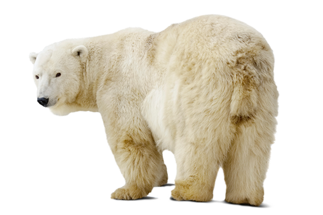 Ein Eisbär.