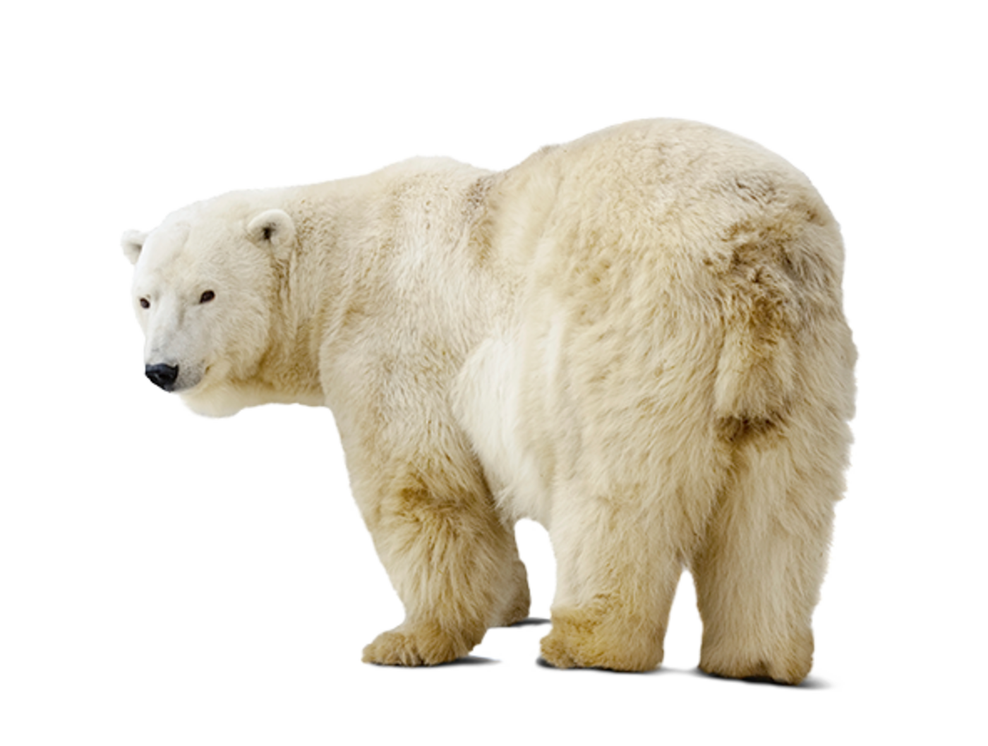 Polar Bear - Tierpark Hellabrunn