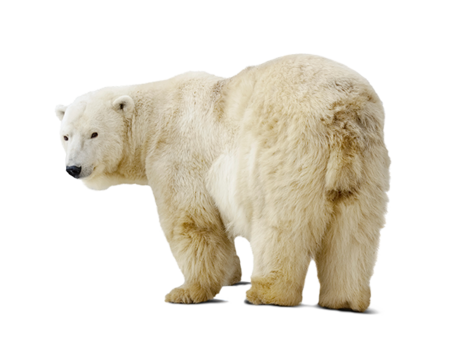 Polar bear Polar bear.