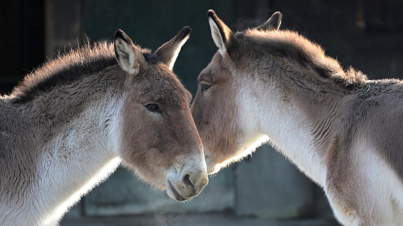 zwei Kiang-Stuten im Tierpark Hellabrunn