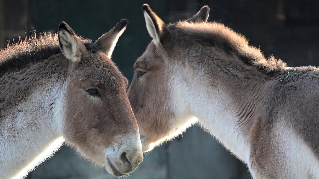 zwei Kiang-Stuten im Tierpark Hellabrunn
